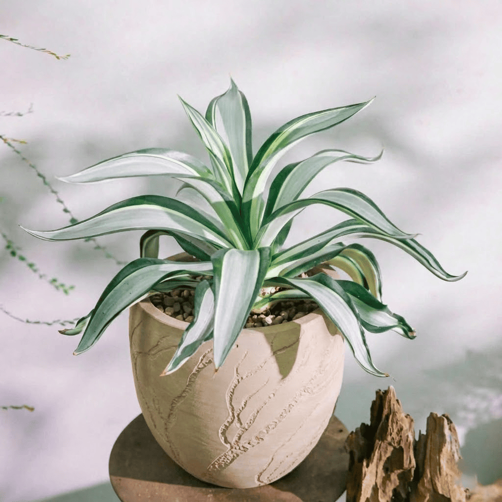 Mộc mạc nhưng Đắt giá: 5 Lầm tưởng về Xi Măng nhẹ bạn cần phải biết trước khi mua