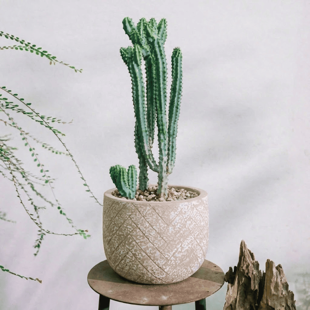 Mộc mạc nhưng Đắt giá: 5 Lầm tưởng về Xi Măng nhẹ bạn cần phải biết trước khi mua