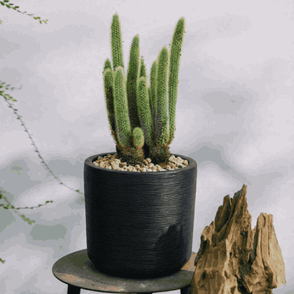 BLACK 01 (Sao chép)