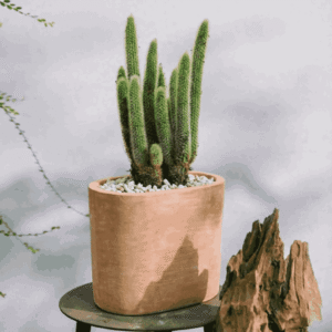 Thiết kế và thi công sân vườn