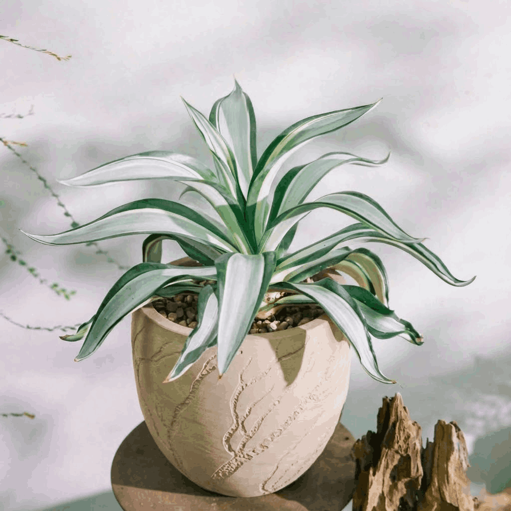 Top 5 Món Quà Tân Gia Ý Nghĩa, Bền Vững Thay Vì Phong Bì/Rượu Tây